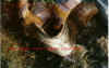 silure2.jpg (50648 octets)