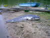 sil_1m90_juil03_c.JPG (129044 octets)