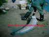 silure2104.jpg (77865 octets)